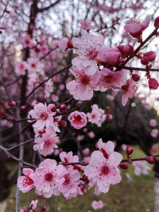 许芸1